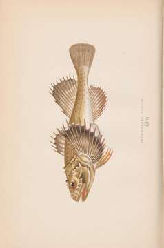 Imagem de Myoxocephalus quadricornis (Linnaeus 1758)