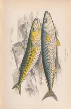 Image of Atlantic Spanish Mackerel