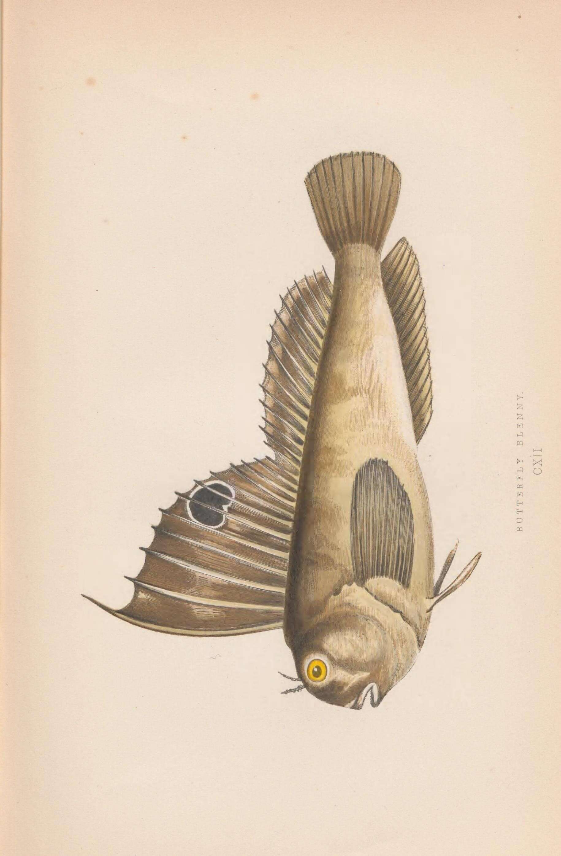 Image of Butterfly Blenny