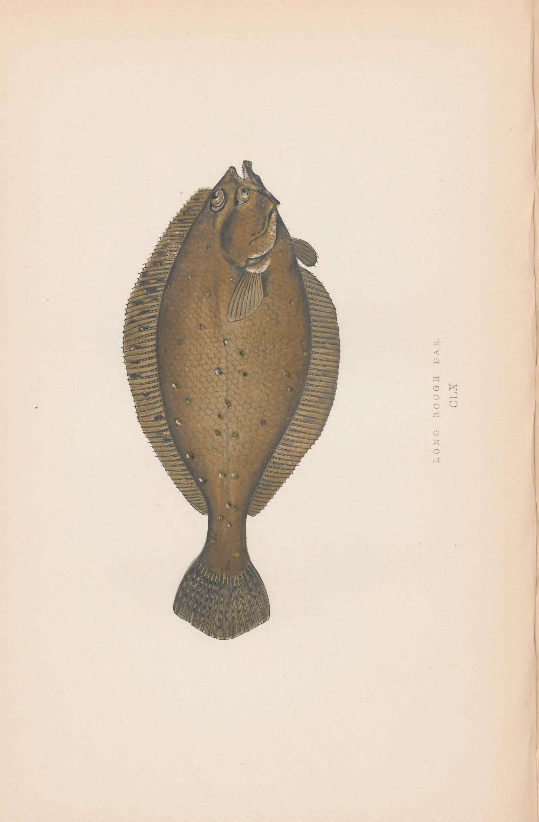 Image of Hippoglossoides