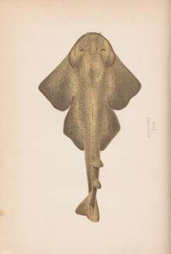 Image of Angel Shark