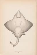صورة Dipturus batis (Linnaeus 1758)