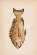 Image of Enoplosus