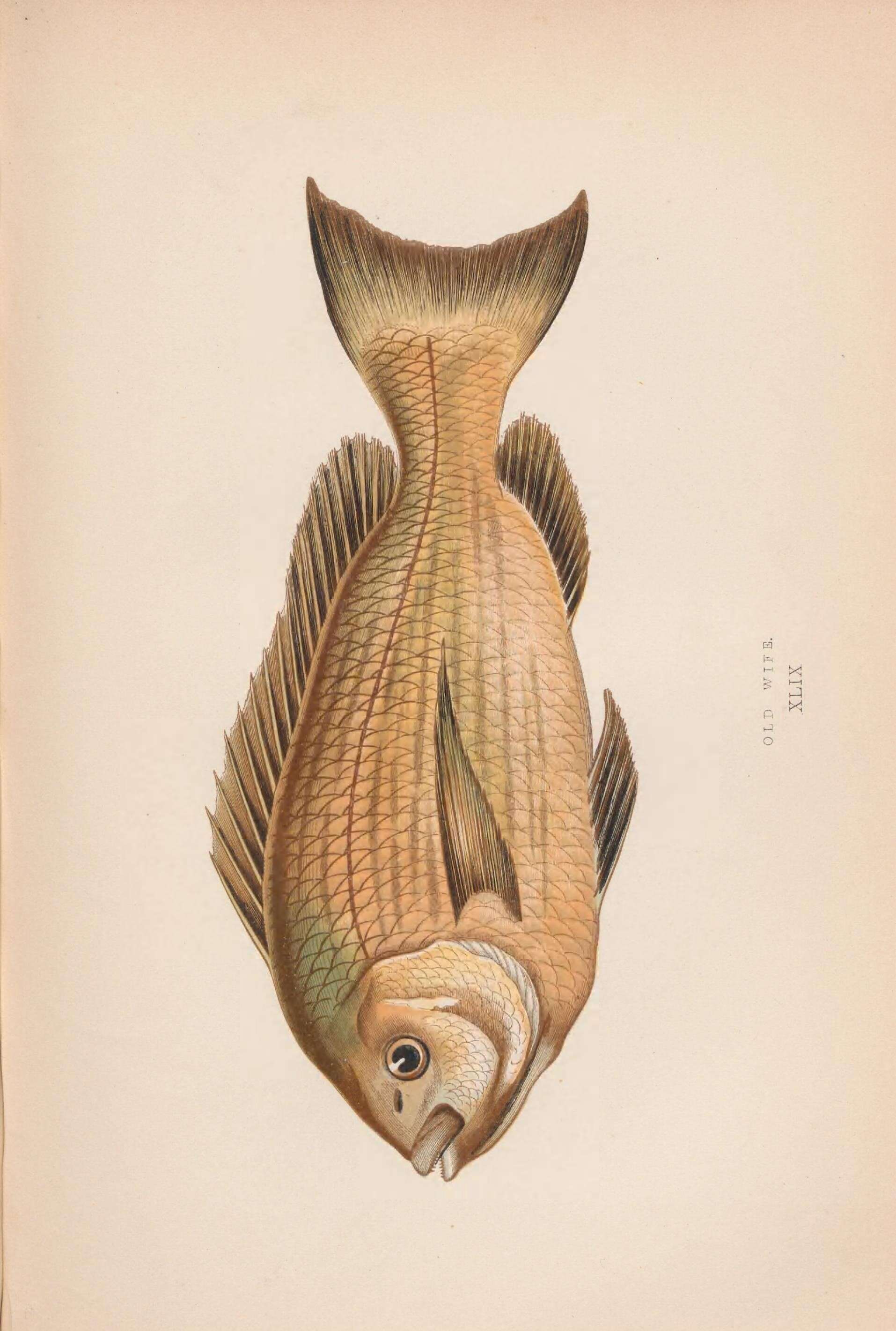 Image of Enoplosus