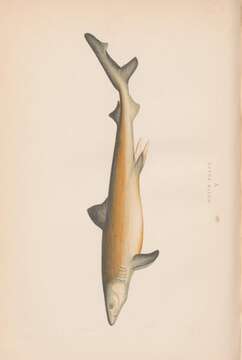 Image of Carcharodon