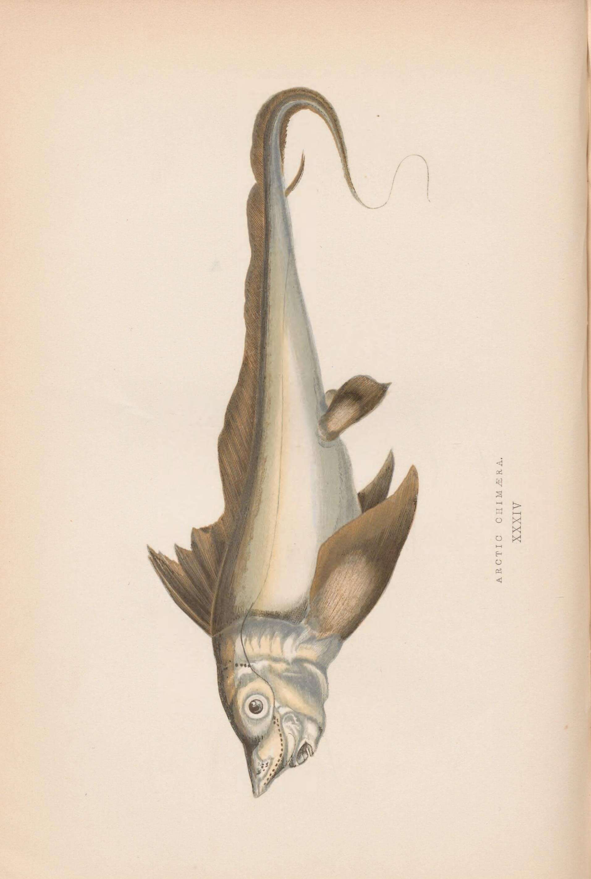 Image of Subterbranchialia