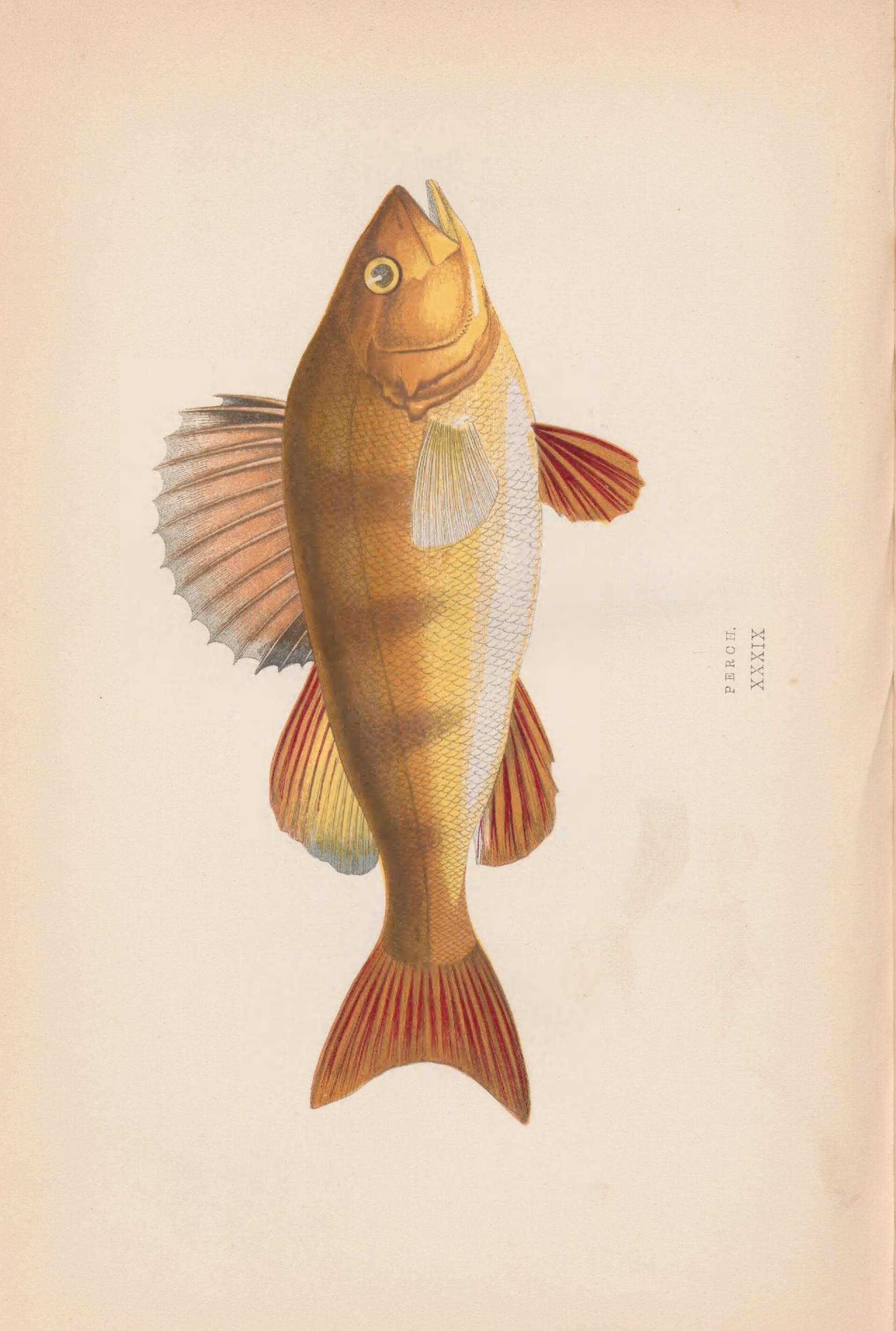 Image of perch