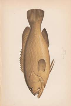 Imagem de Epinephelus marginatus (Lowe 1834)