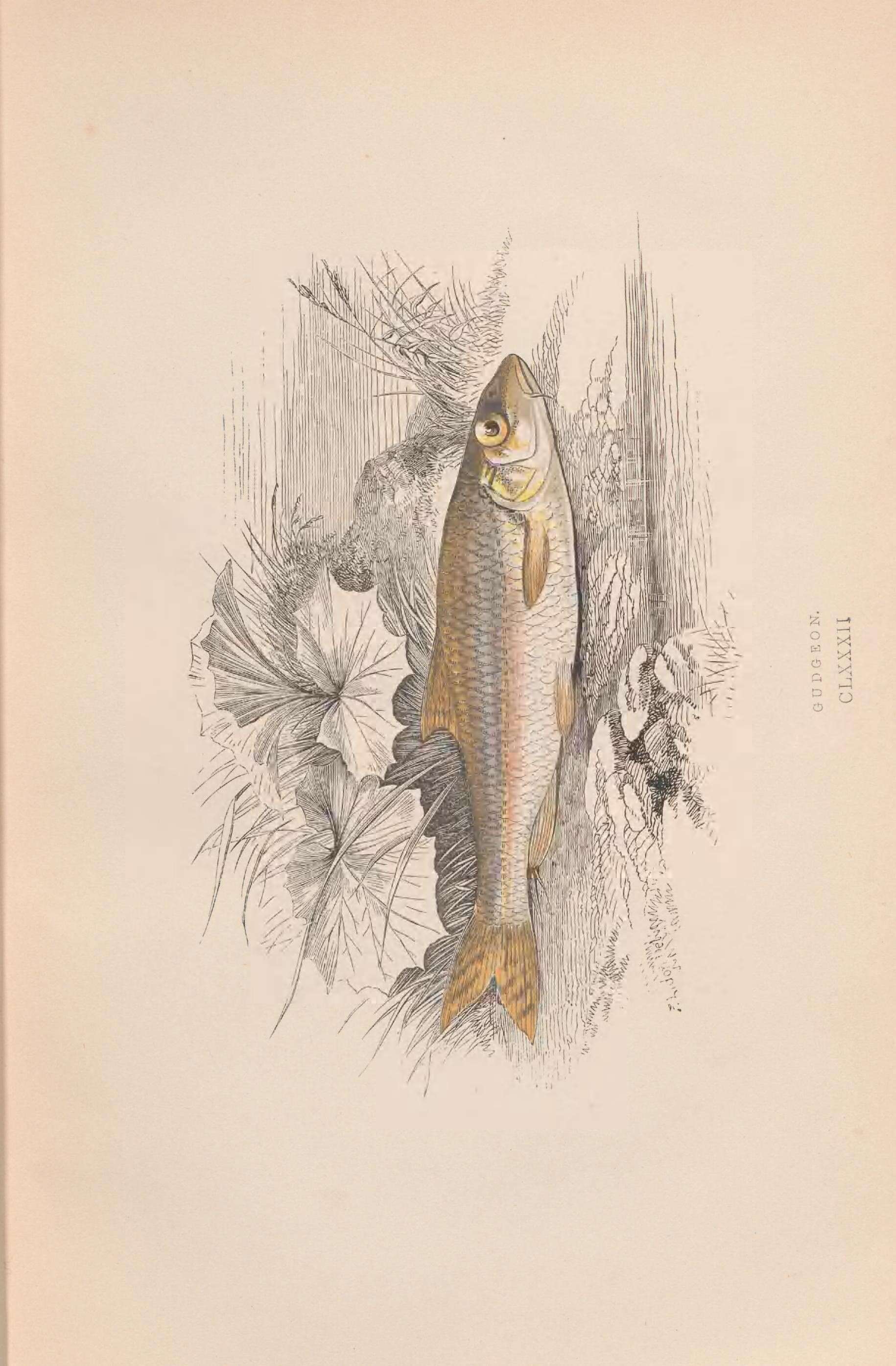 Image of Gudgeon