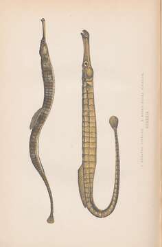 Image of Common Pipefish