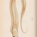 Image of Australian hairtail