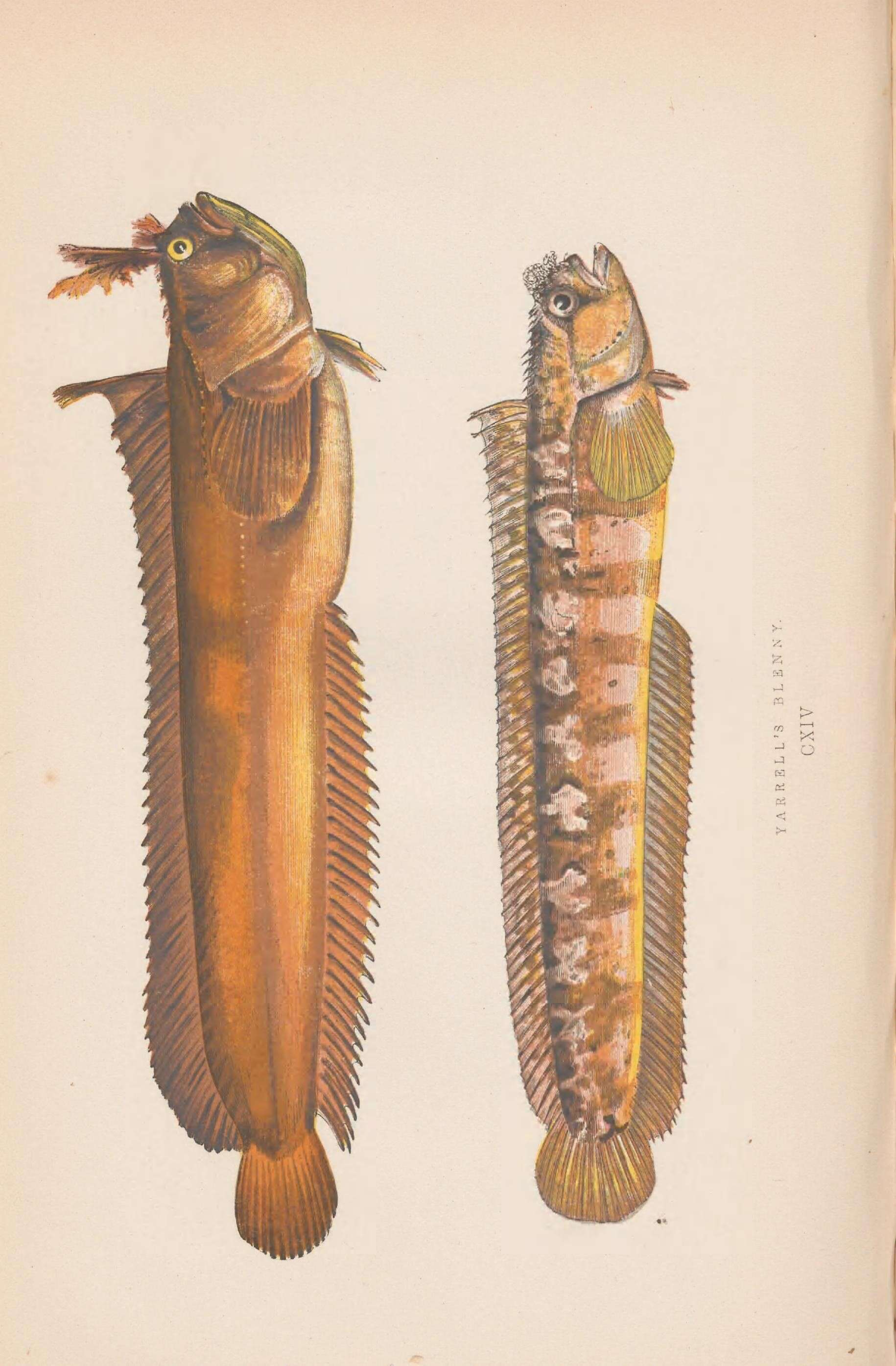 Imagem de Chirolophis ascanii (Walbaum 1792)