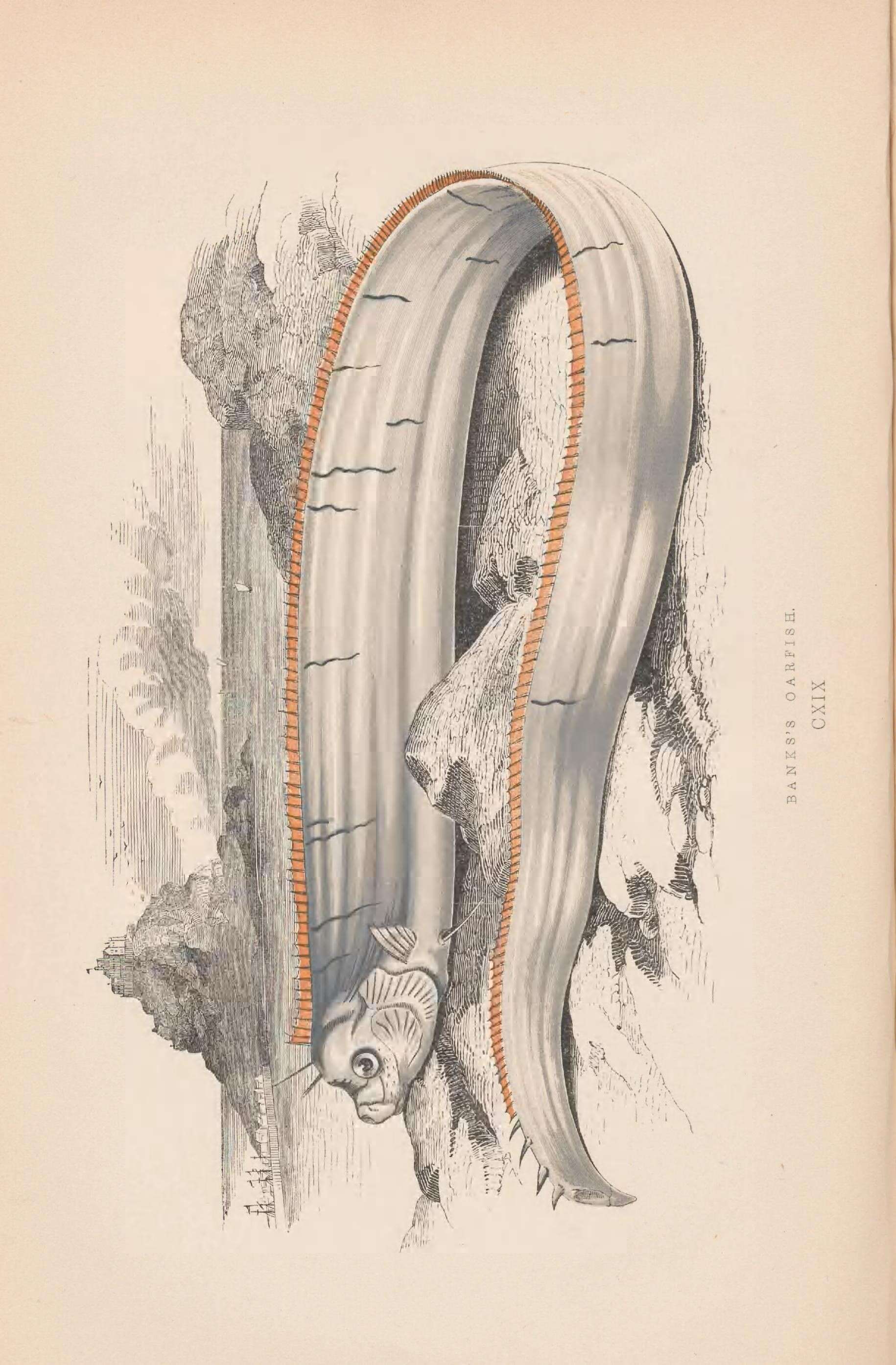 Image of oarfishes