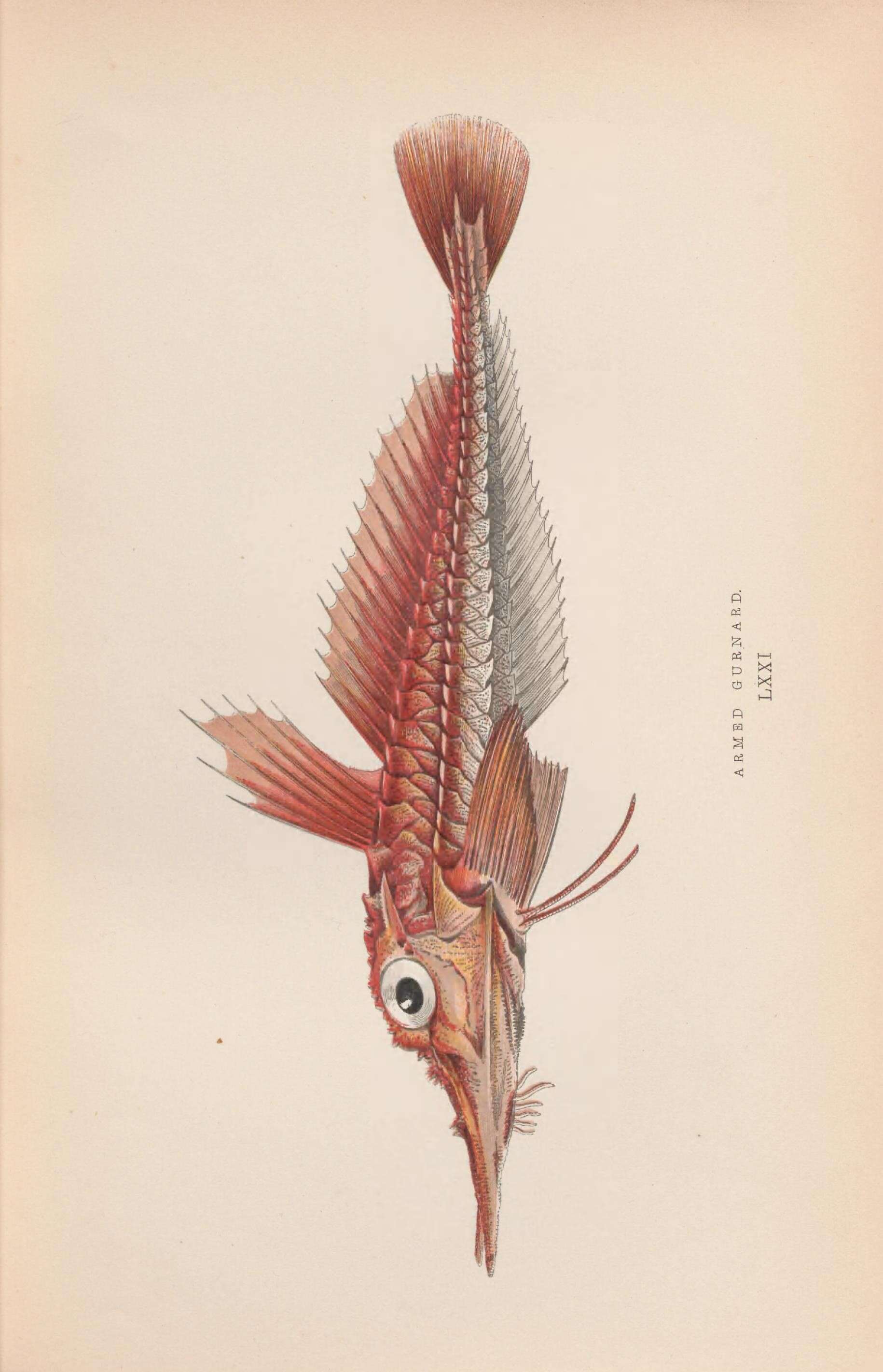 Plancia ëd Peristedion cataphractum (Linnaeus 1758)