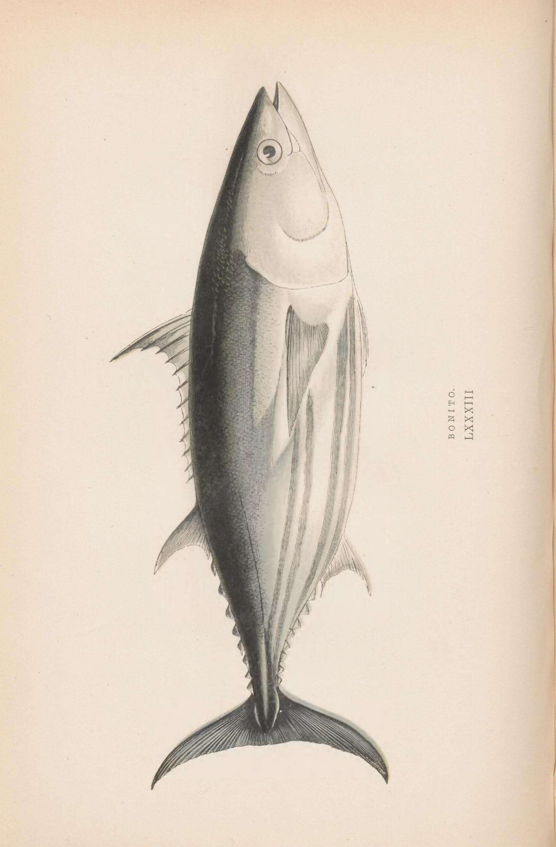 Image de Scombridae