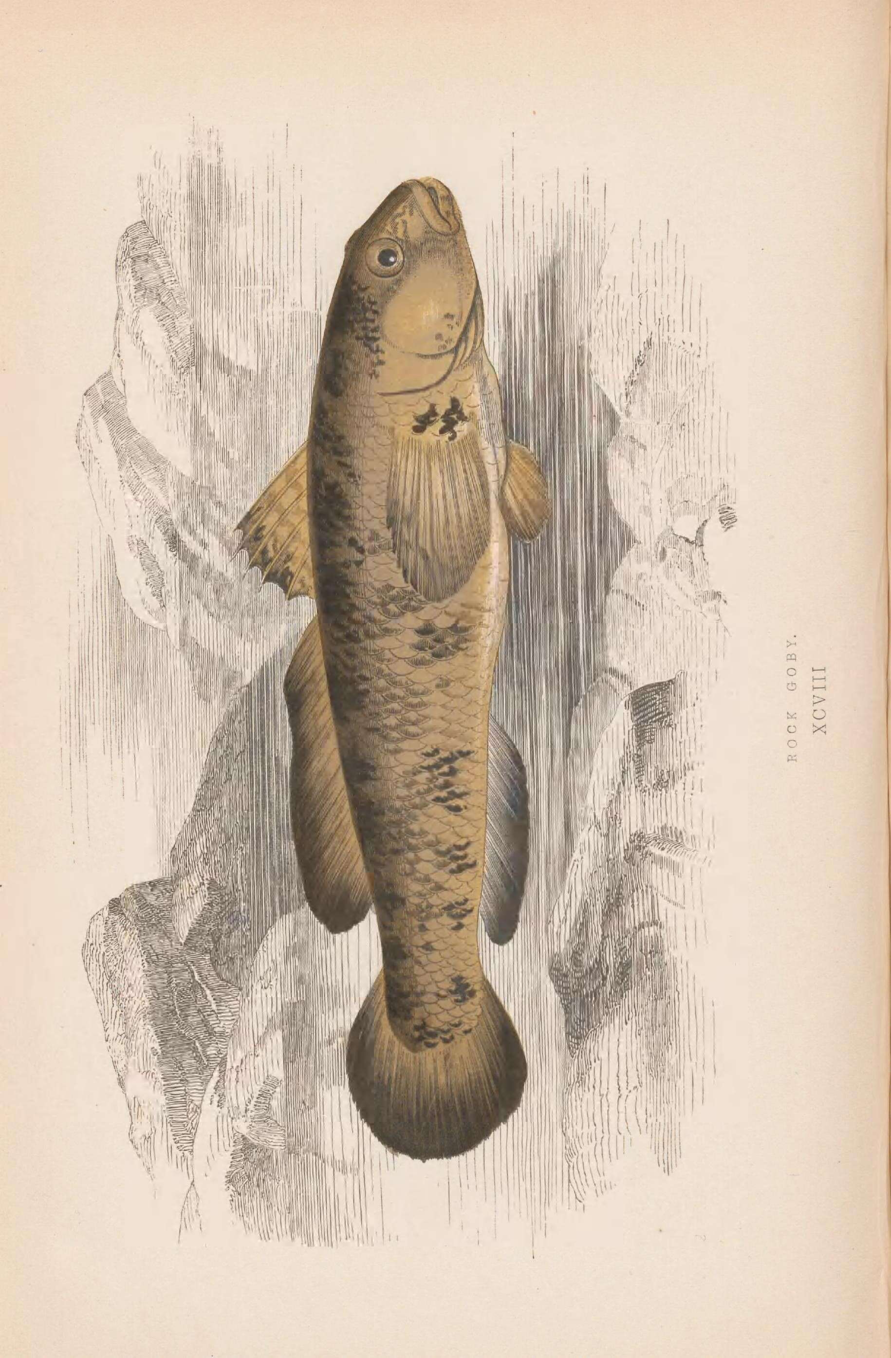 Image of Rock Goby