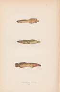 Слика од Lepadogaster candolii Risso 1810