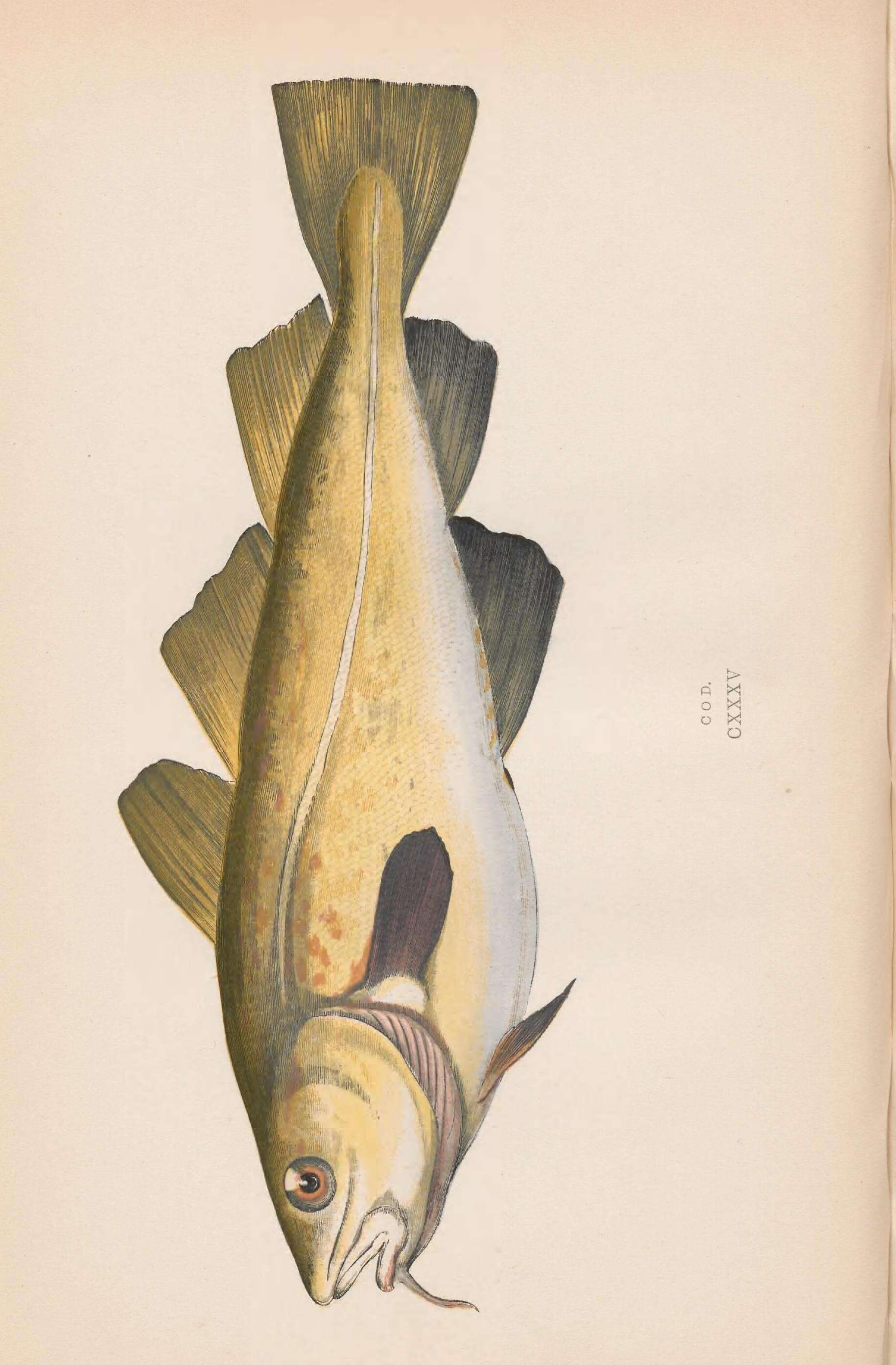 Image of Atlantic cod