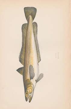 Image of Cornish Salmon