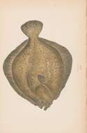 Image of turbot