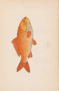 Image of Goldfish