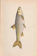 Image of Common dace