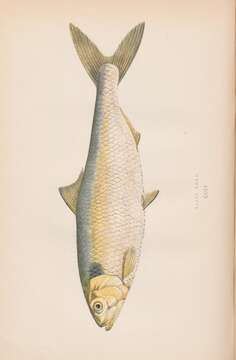 Image of Allis Shad