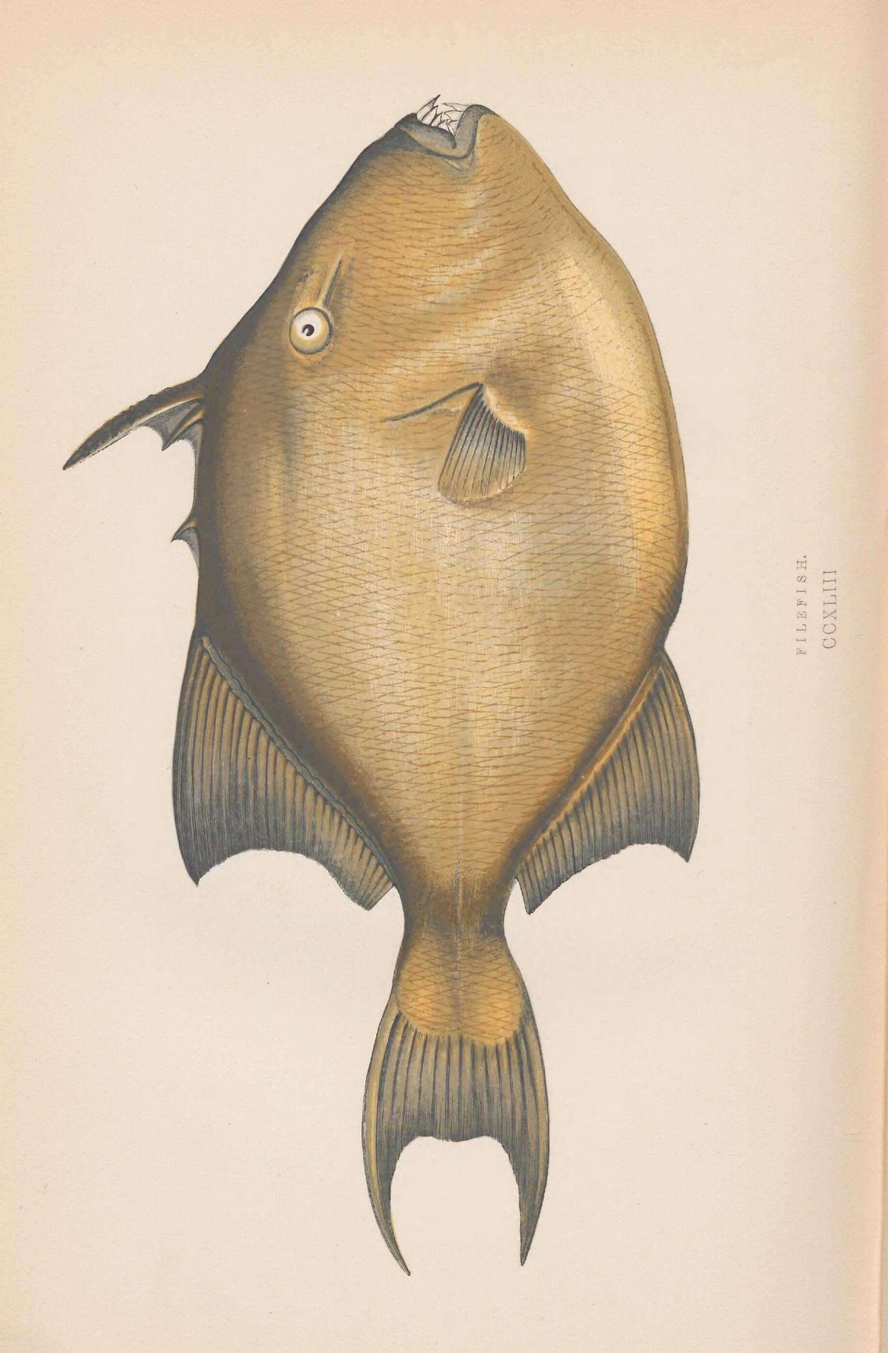 Image of filefishes