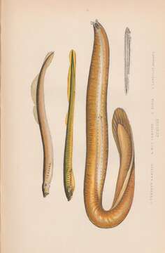 Image of Atlantic Hagfish