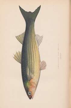 Image of Golden Grey Mullet