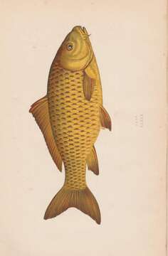 Image of common carp, carp