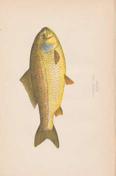 Image of Gibel carp