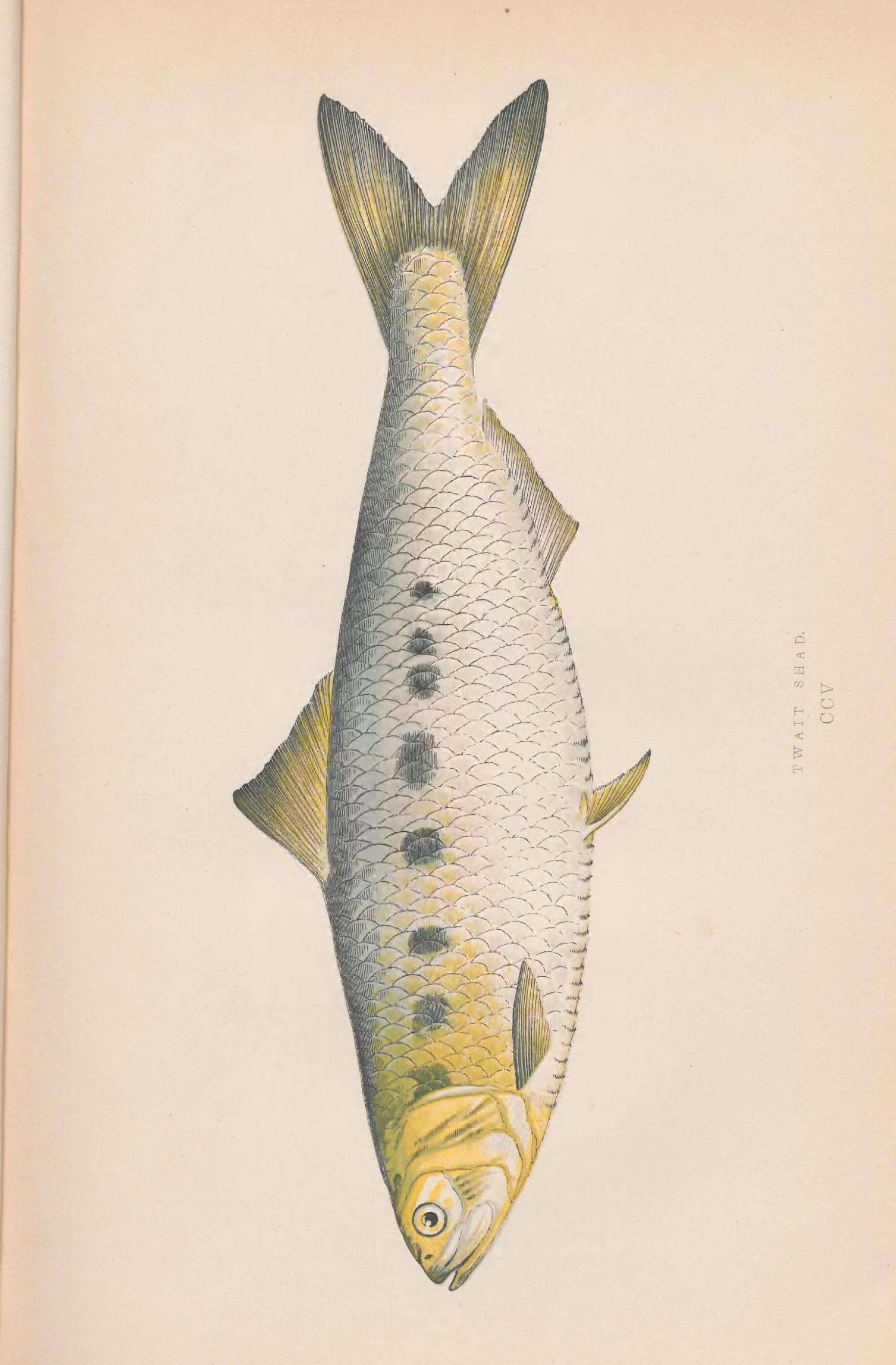 Imagem de Alosa fallax (Lacepède 1803)