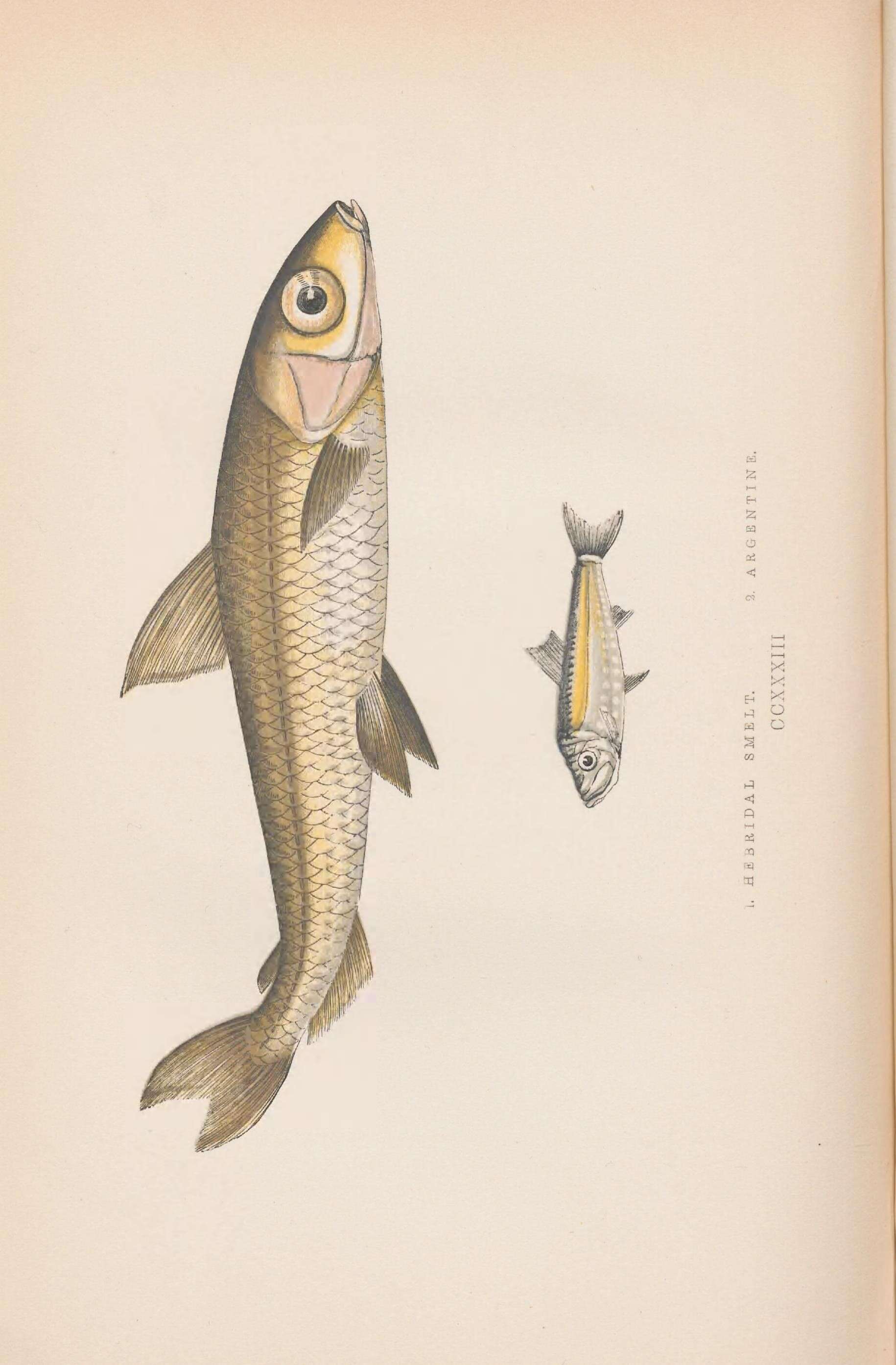 Imagem de Argentina sphyraena Linnaeus 1758