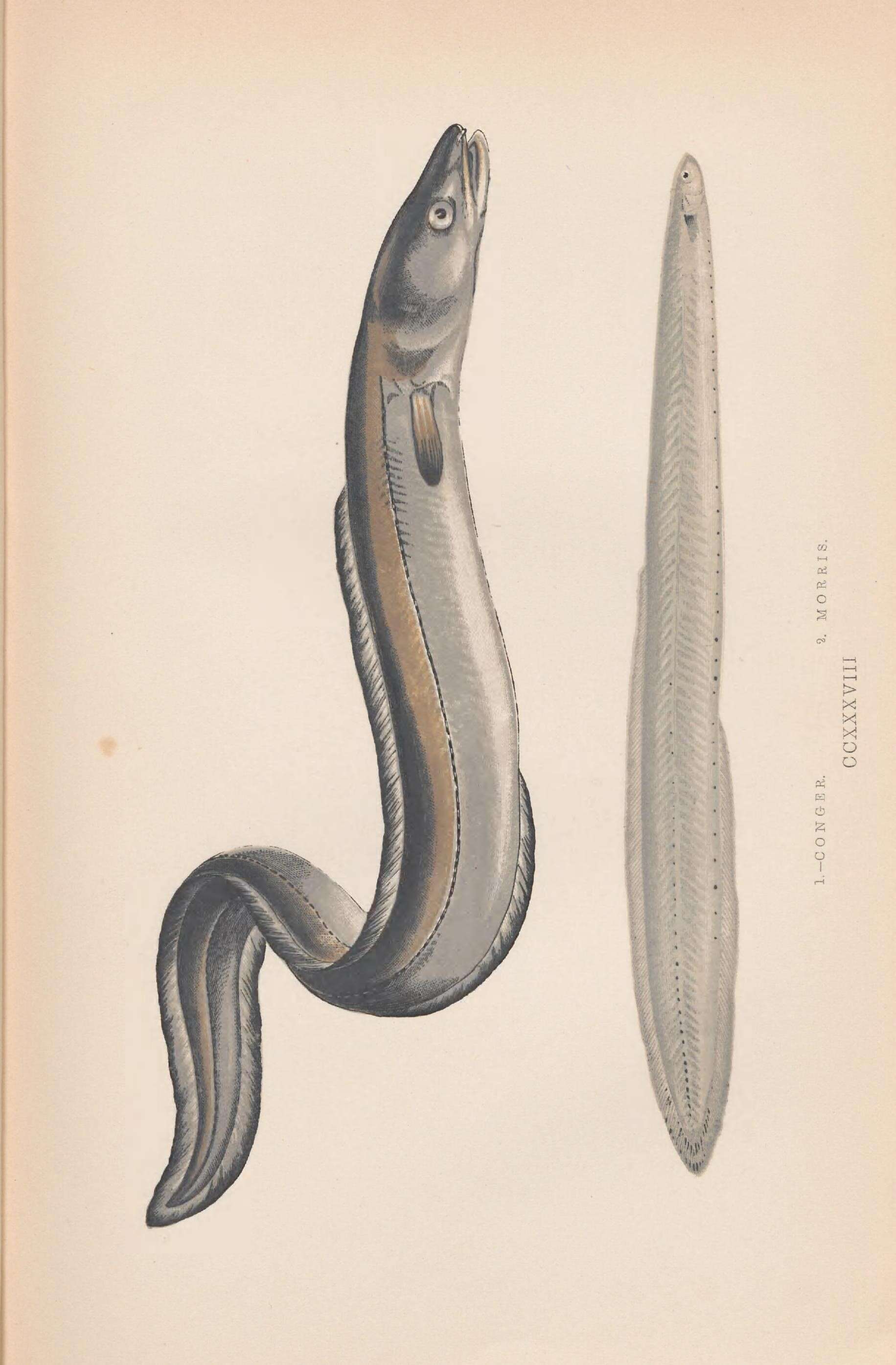 Image of Conger eel