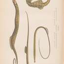 Image of Snake Pipefish