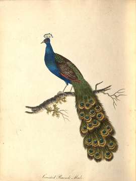 Image of Asiatic peafowl