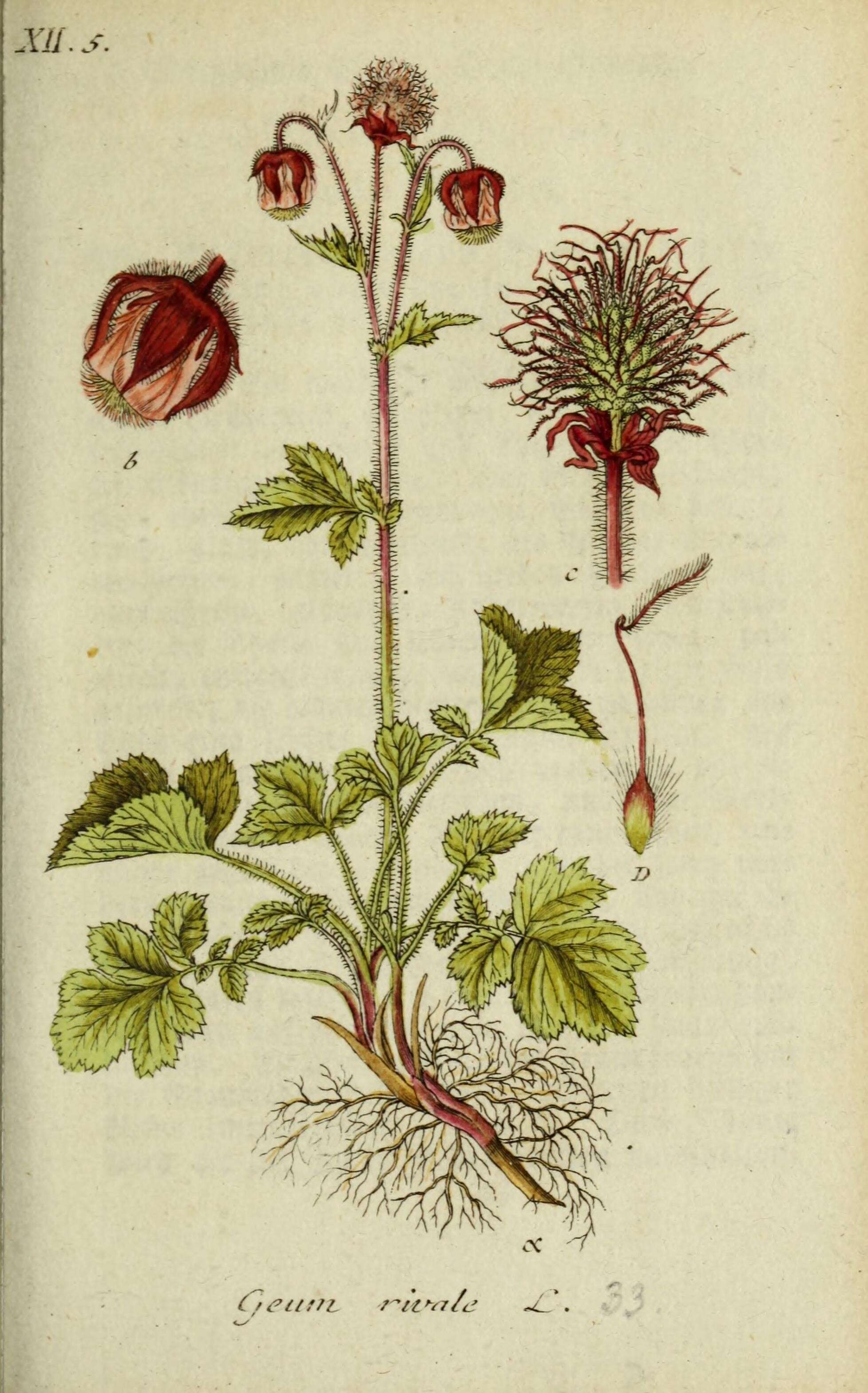 Image of Water Avens