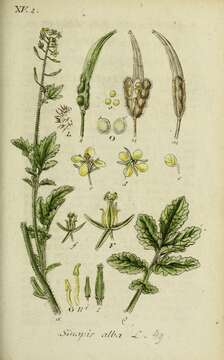 Image of white mustard