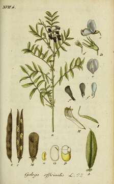 Image of Goat's rue