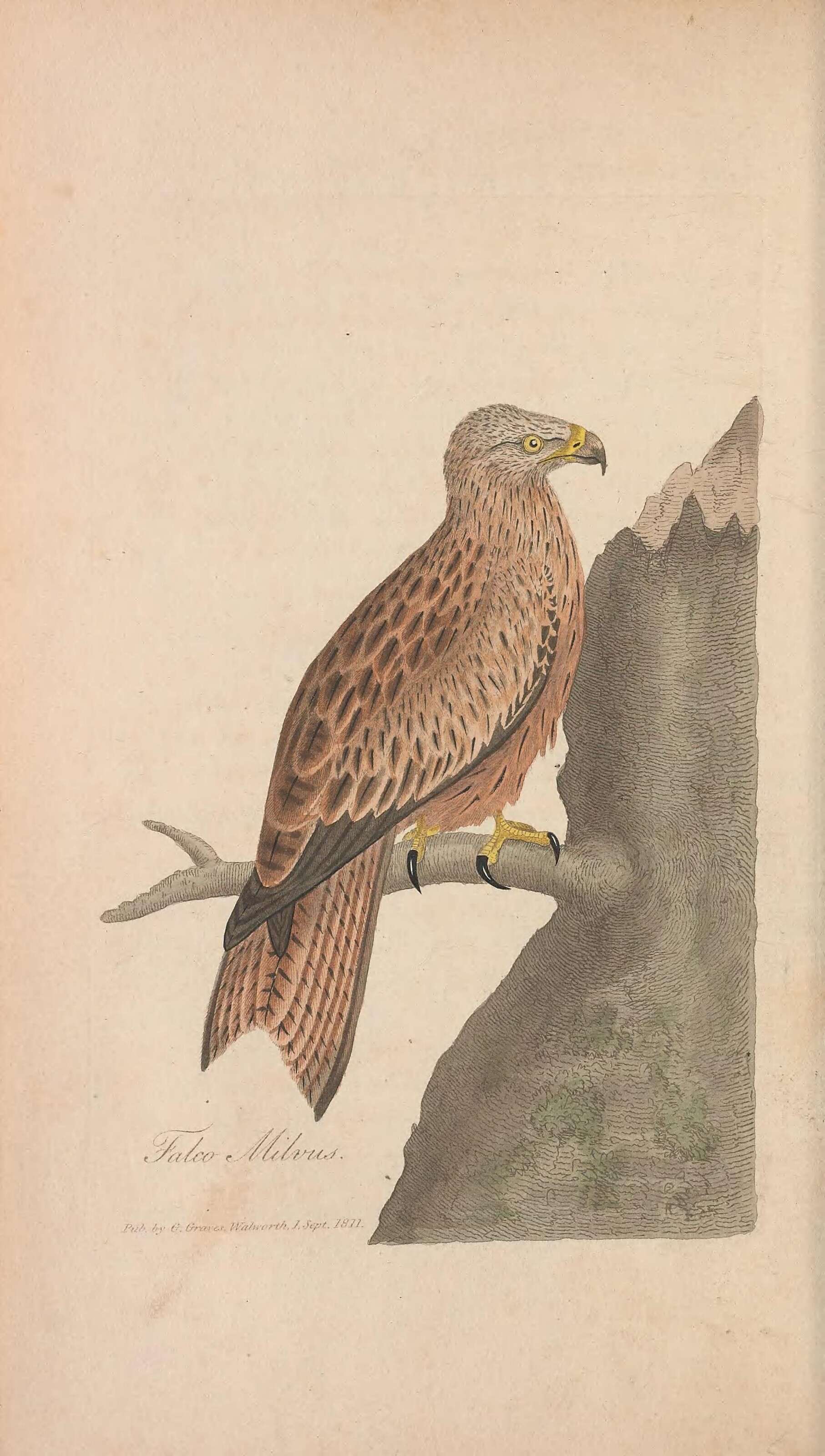 Image of Falco milvus