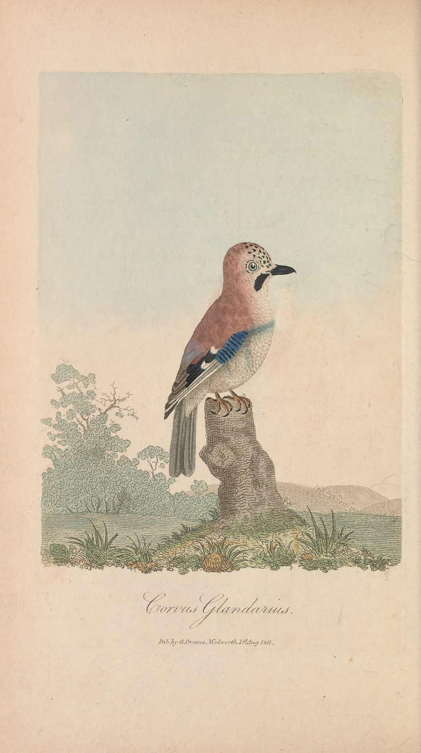 Image of Garrulus Brisson 1760