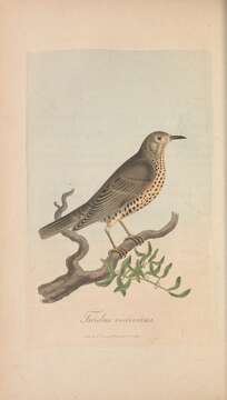 Image of Mistle Thrush