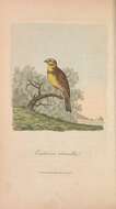 Image of Yellowhammer