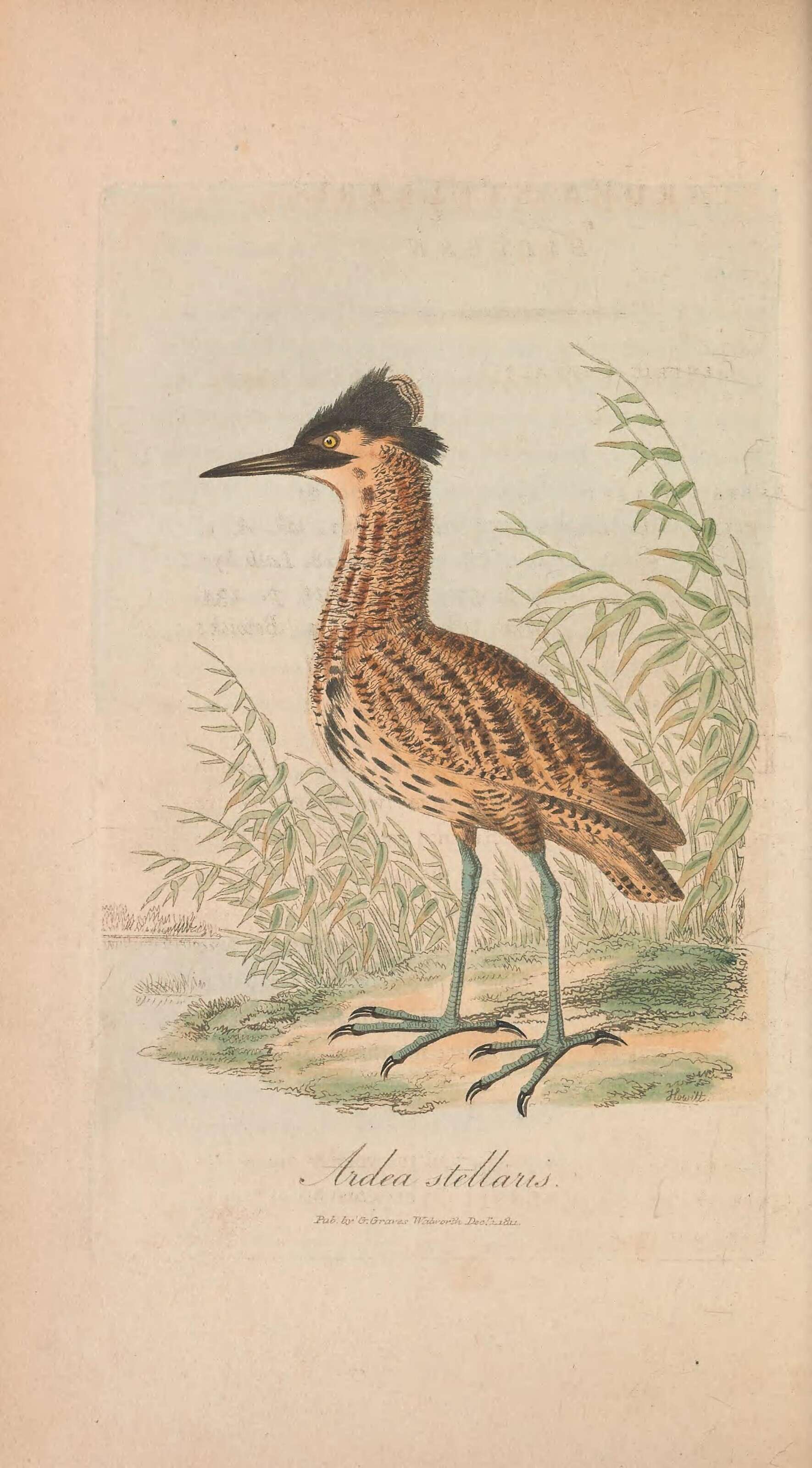 Image of great bittern, bittern