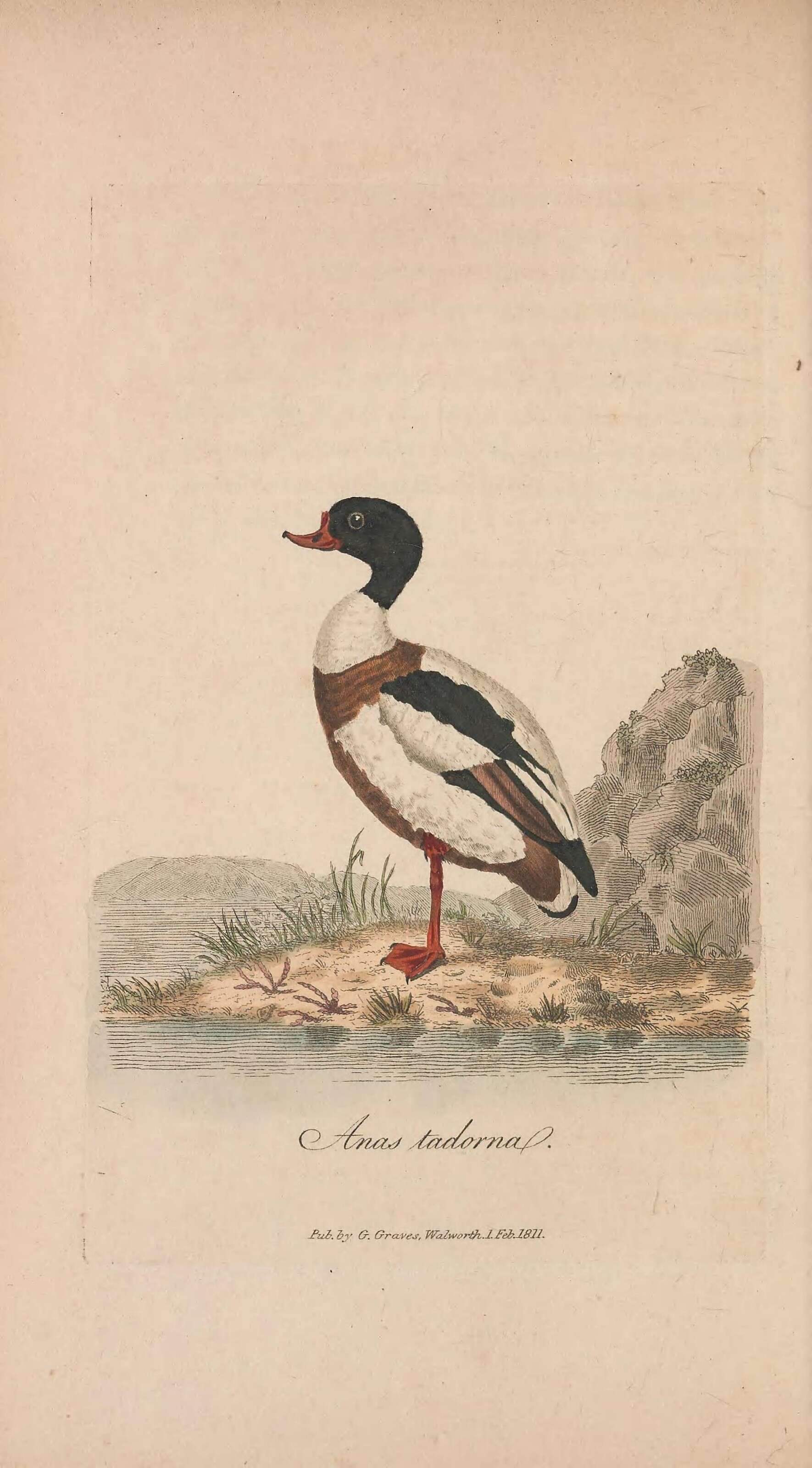 Image of shelduck, common shelduck