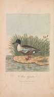 Image of Blue-winged teal