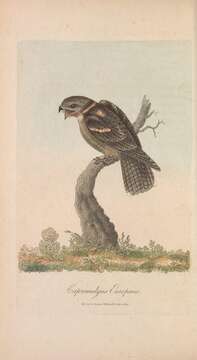 Image of nightjar, european nightjar