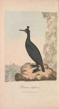 Image of European Shag