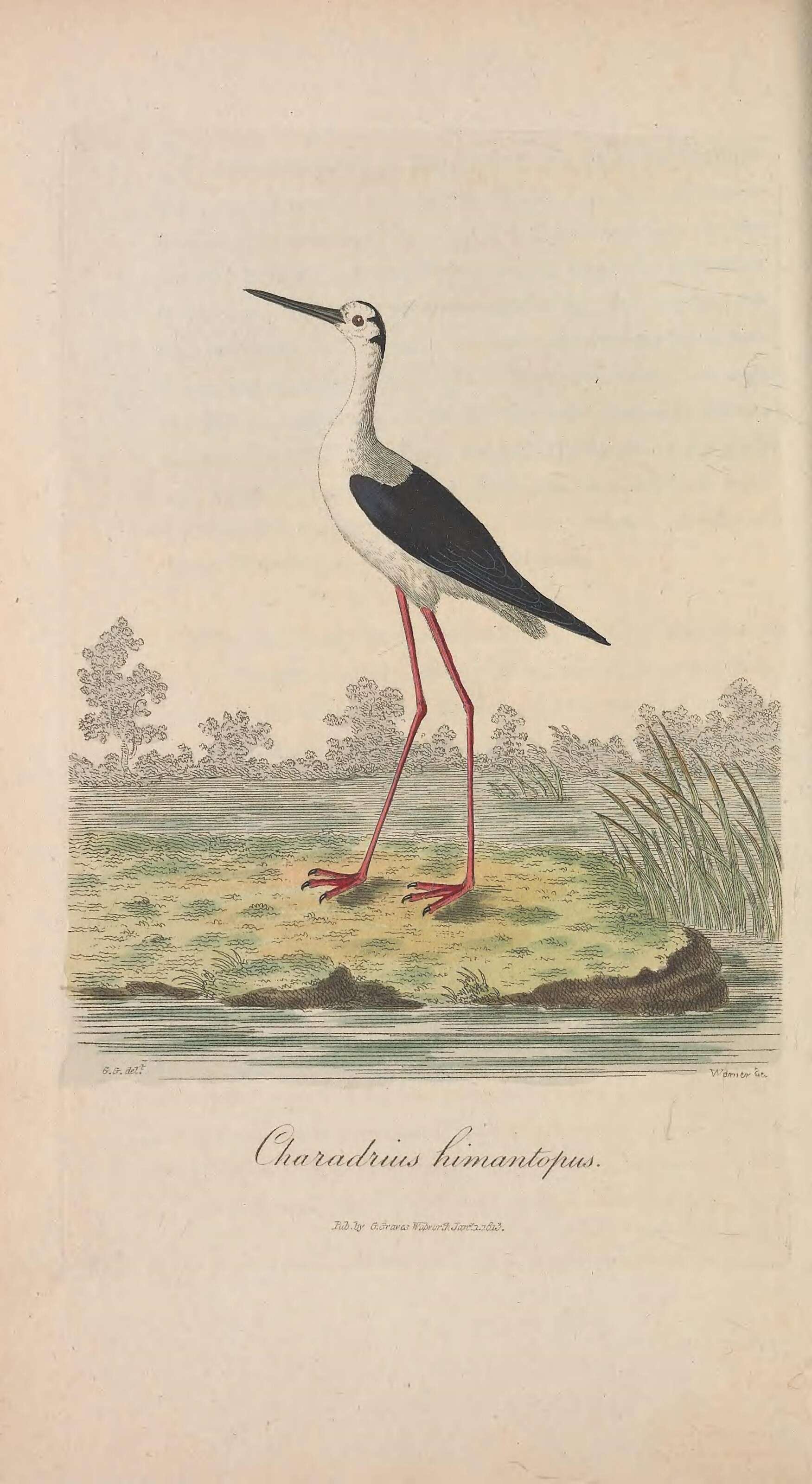 Image of Black-winged Stilt